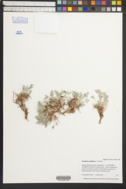 Image of Astragalus gilviflorus