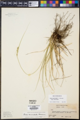 Carex muricata subsp. muricata image