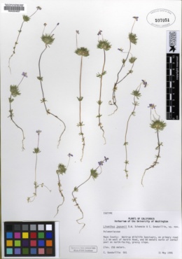 Linanthus jepsonii image