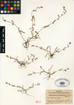 Image of Plagiobothrys acanthocarpus