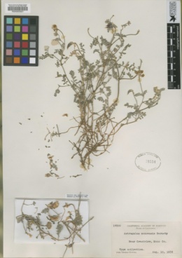 Astragalus monoensis image