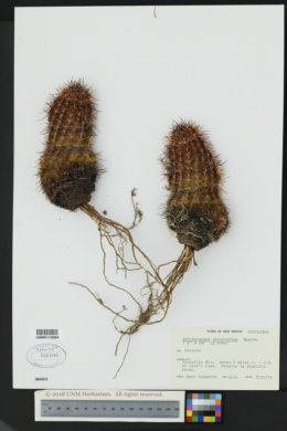 Image of Echinocereus chloranthus