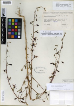 Clarkia springvillensis image