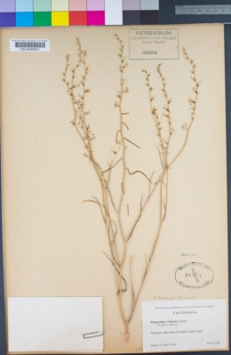 Image of Streptanthus vimineus