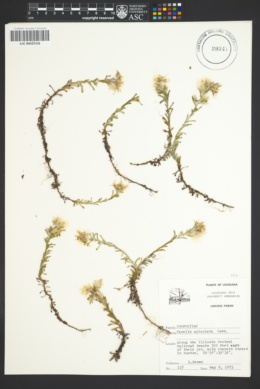 Facelis apiculata image