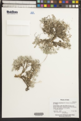 Image of Astragalus anserinus