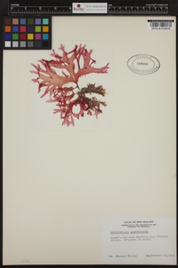 Rhodophyllis centrocarpa image
