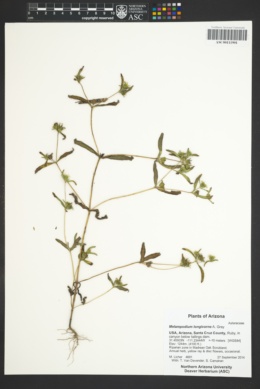 Melampodium longicorne image