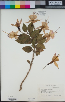 Image of Fuchsia hybrida