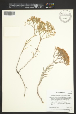 Eriogonum leptophyllum image
