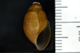 Image of Elimia pupaeformis
