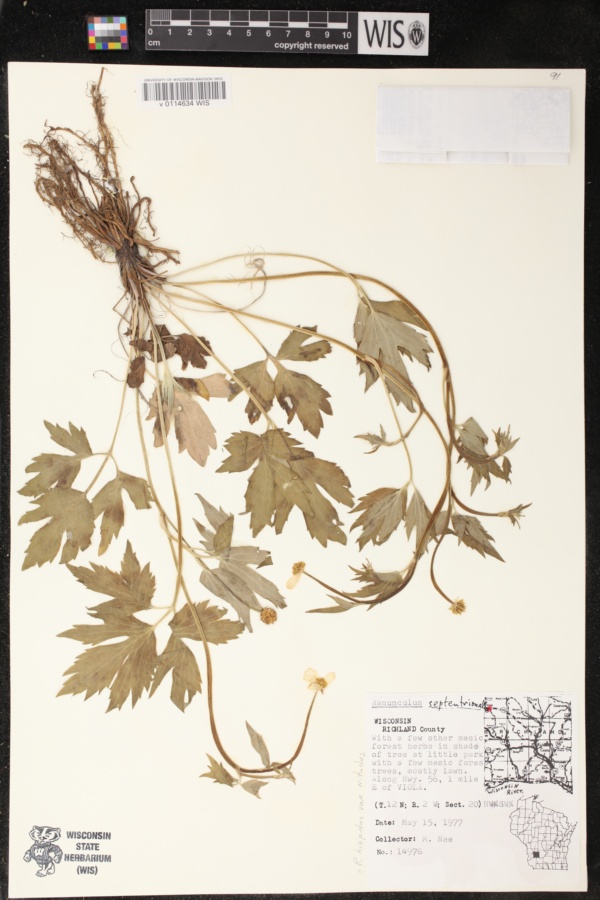 Ranunculus hispidus image