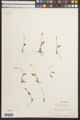 Botrychium simplex var. typicum image