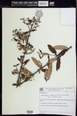 Image of Banisteriopsis vernoniifolia
