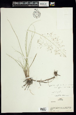 Sporobolus potosiensis image