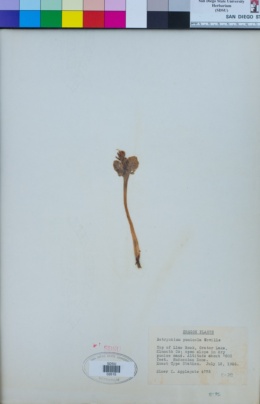Image of Botrychium pumicola