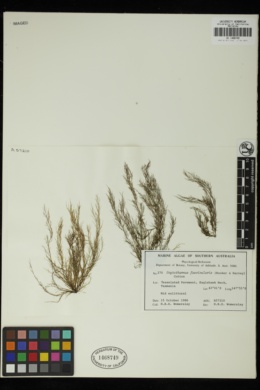 Scytothamnus fasciculatus image
