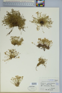 Image of Mononeuria groenlandica