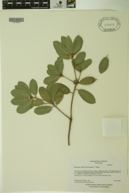 Quercus phillyraeoides image