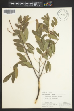 Image of Lonchocarpus emarginatus