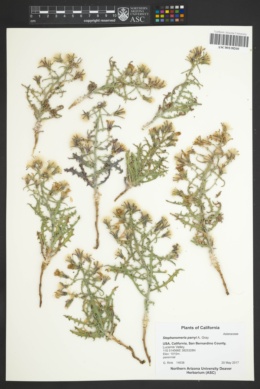 Stephanomeria parryi image