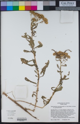 Xanthocephalum gymnospermoides image
