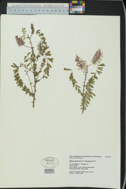 Mimosa dysocarpa var. dysocarpa image