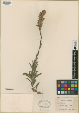 Image of Castilleja lithospermoides