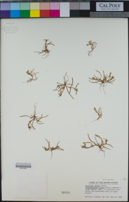 Plagiobothrys nitens image