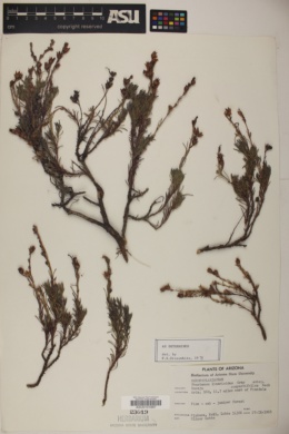 Penstemon linarioides subsp. compactifolius image