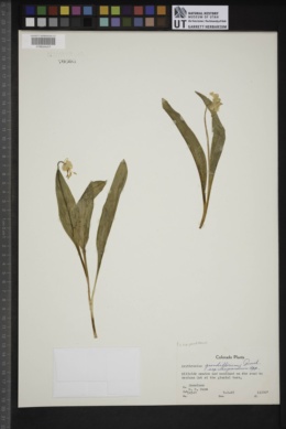 Erythronium grandiflorum subsp. grandiflorum image
