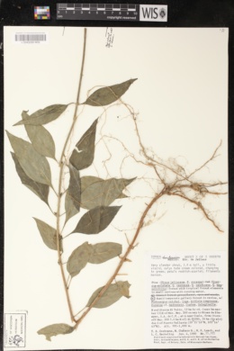 Cuphea hookeriana image