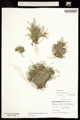 Image of Arenaria nuttallii