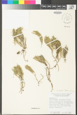 Selaginella bigelovii image