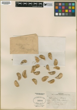 Astragalus artipes image