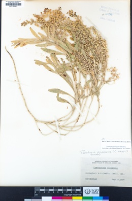 Lepidium appelianum image