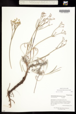 Image of Eriogonum brevicaule