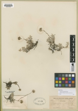 Antennaria pulchella image