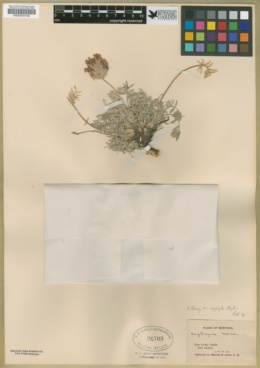 Oxytropis besseyi var. argophylla image
