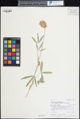 Trifolium rusbyi image