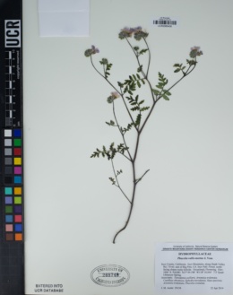 Phacelia vallis-mortae image