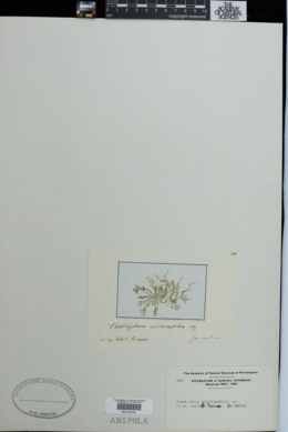 Chaetophora endiviaefolia image