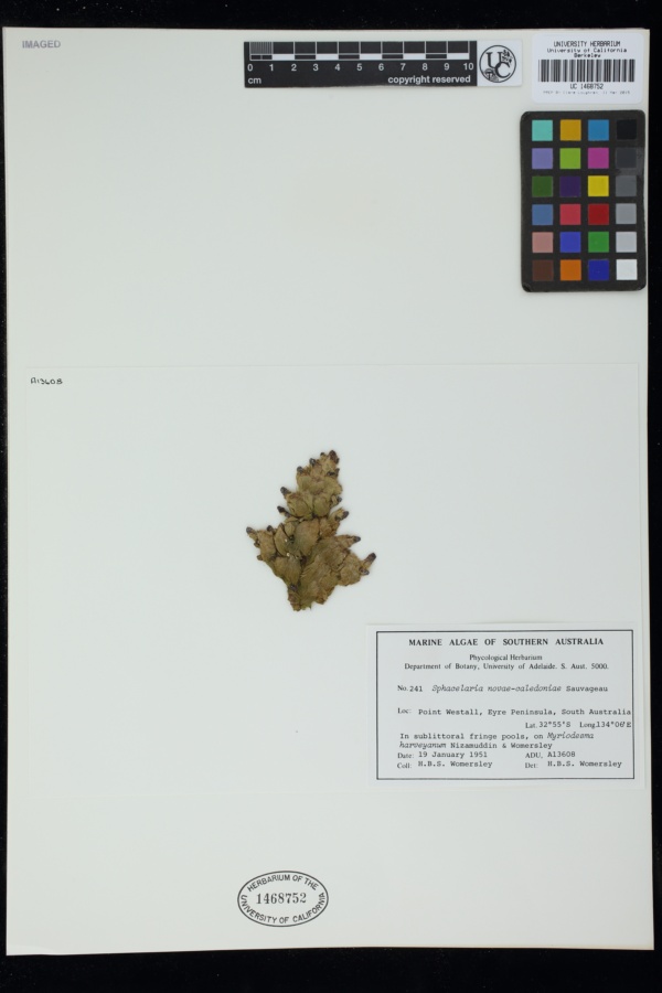 Sphacelaria novae-caledoniae image