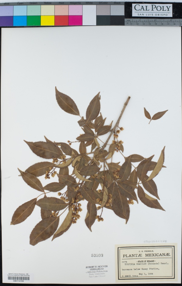 Staphyleaceae image