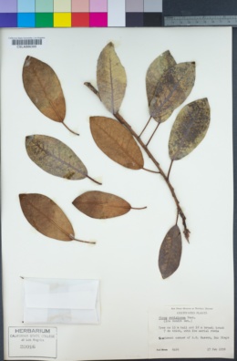 Image of Ficus rubiginosa