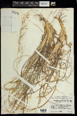 Muhlenbergia virescens image