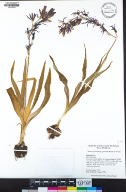 Camassia quamash subsp. quamash image