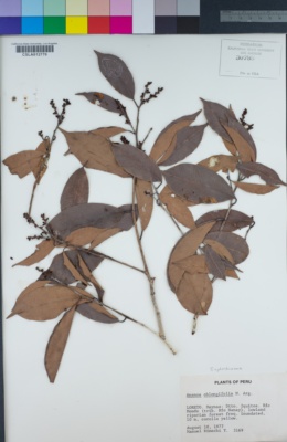 Image of Amanoa oblongifolia