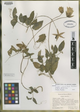 Image of Cobaea rotundiflora