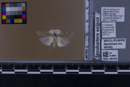 Spodoptera exigua image